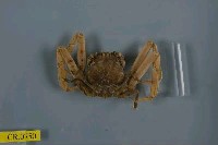 藏品(日本平家蟹)的圖片